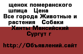 щенок померанского шпица › Цена ­ 45 000 - Все города Животные и растения » Собаки   . Ханты-Мансийский,Сургут г.